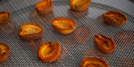 Angetrocknete Aprikosen: Die fertigen Früchte solltest du schon früher zur Seite tun