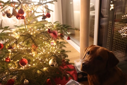 Our dog is the only one who is always up for a photo shoot in front of the tree.